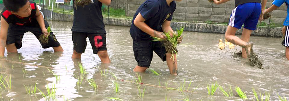 写真:合鴨農法の田植え教室